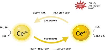 The regulatory mechanisms of cerium oxide nanoparticles in oxidative stress and emerging applications in refractory wound care